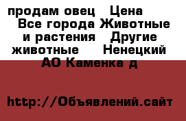  продам овец › Цена ­ 100 - Все города Животные и растения » Другие животные   . Ненецкий АО,Каменка д.